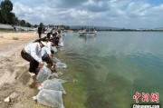 连云港云南江川举行增殖放流活动 逾54万尾鱼游入星云湖